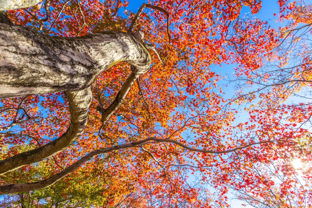 Similar – Image, Stock Photo autumn Autumn Tree Leaf