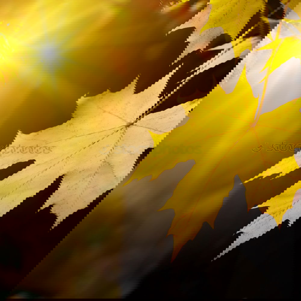 Similar – Image, Stock Photo Autumn leaf with sun rays