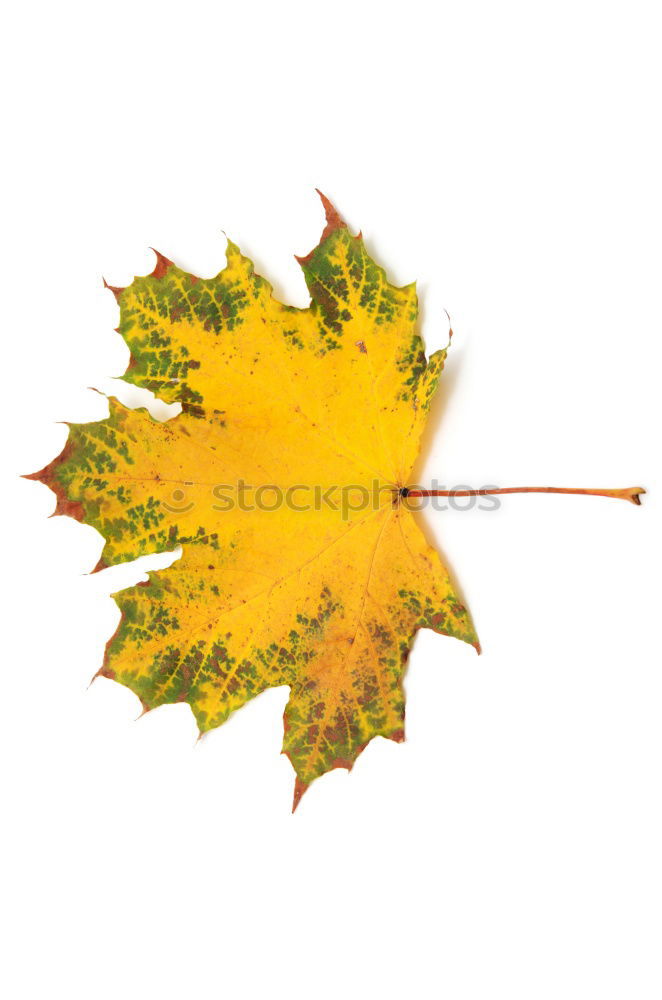 Similar – Autumn foliage V