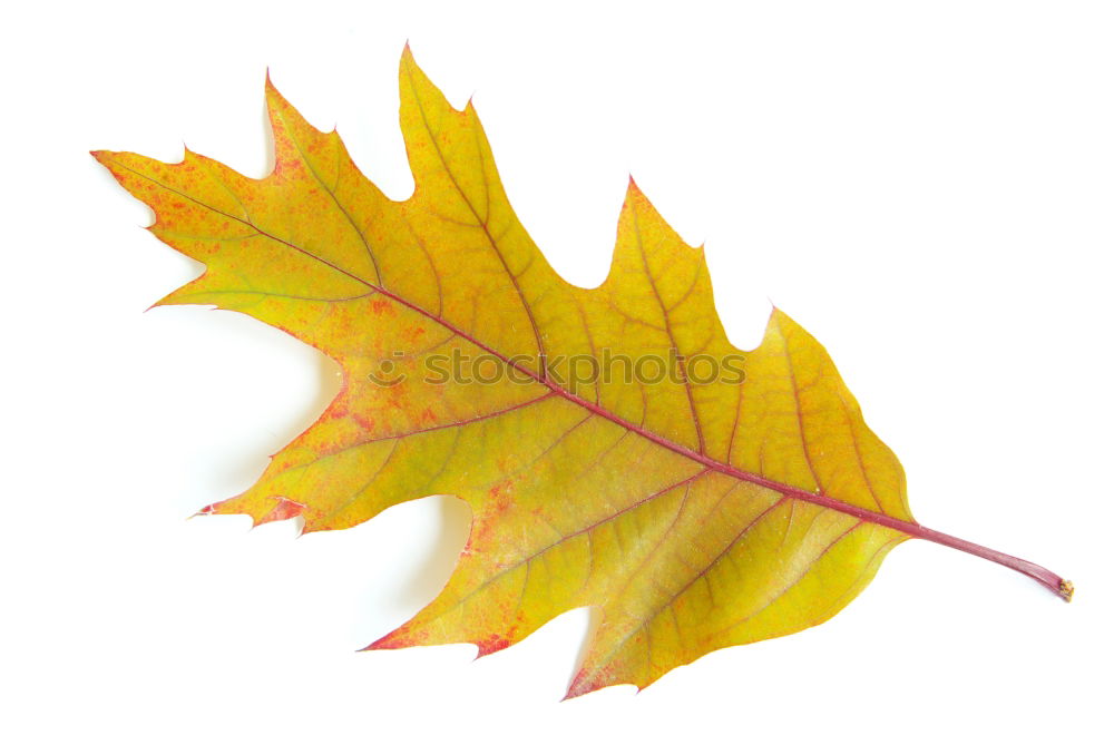 Similar – Autumn foliage II