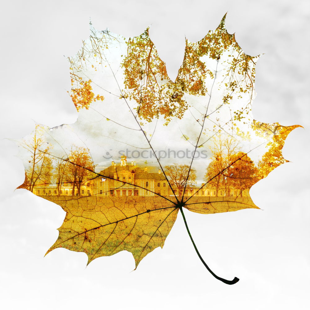 Similar – Image, Stock Photo it harbstet very much Leaf