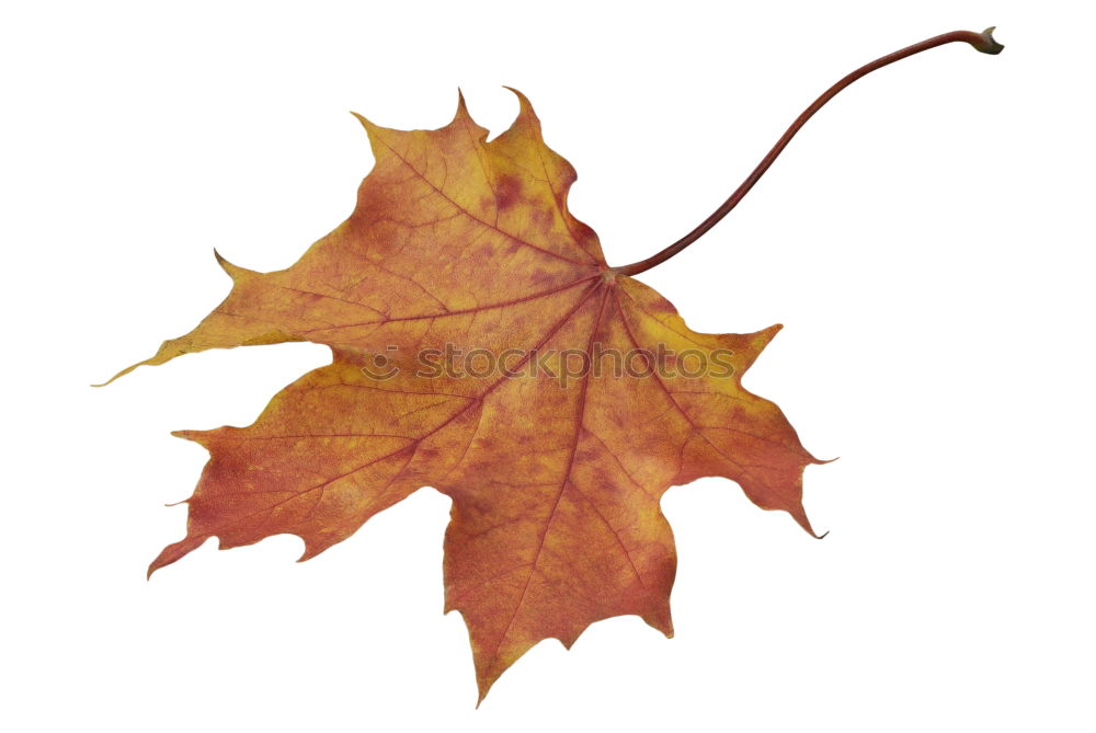 Similar – Autumn foliage V