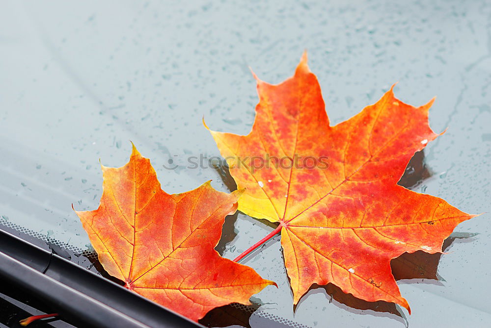 Similar – Image, Stock Photo An Autumn Day in Germany