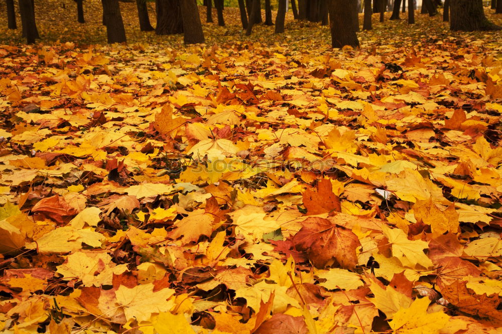 Similar – Waldboden Blatt