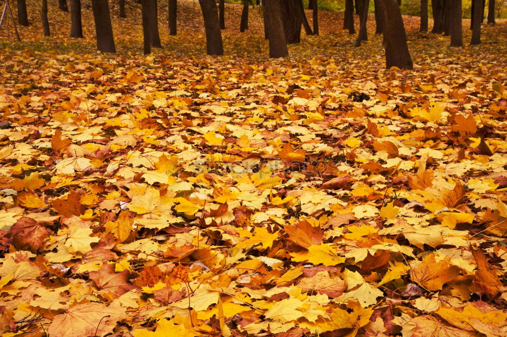 Similar – leaf path Autumn Leaf Tree