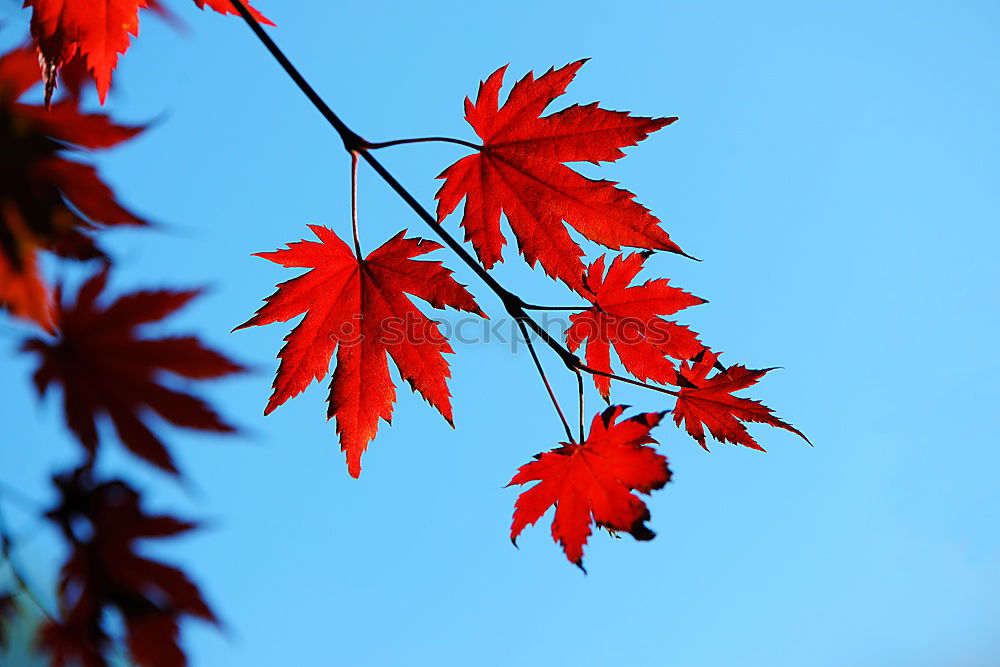 Similar – Maple tree with red autumn leaves against the blue sky