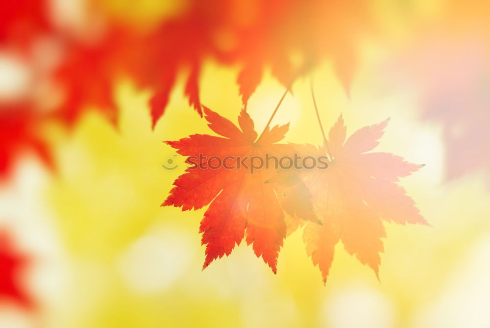 Similar – Red maple leaves on a green background