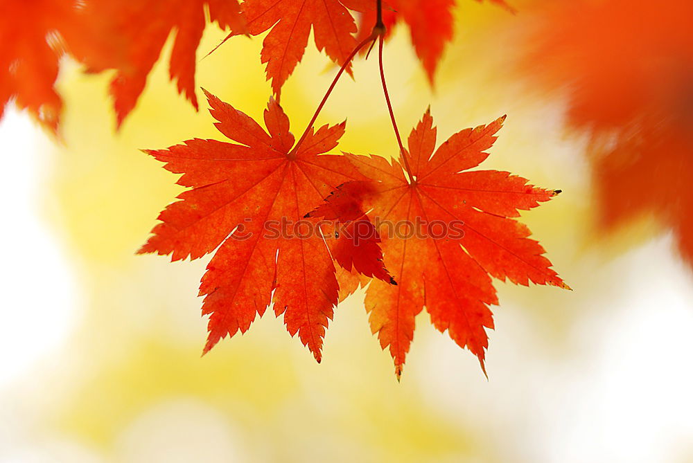 Similar – Red maple leaves on a green background