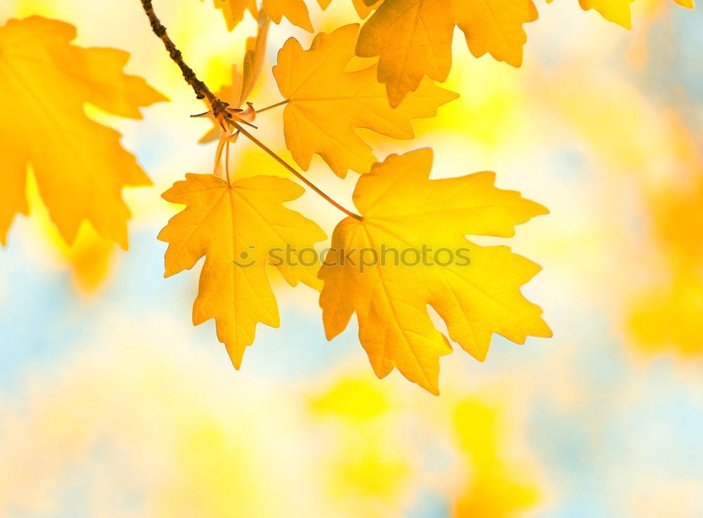 Similar – Image, Stock Photo Corn field in the summer