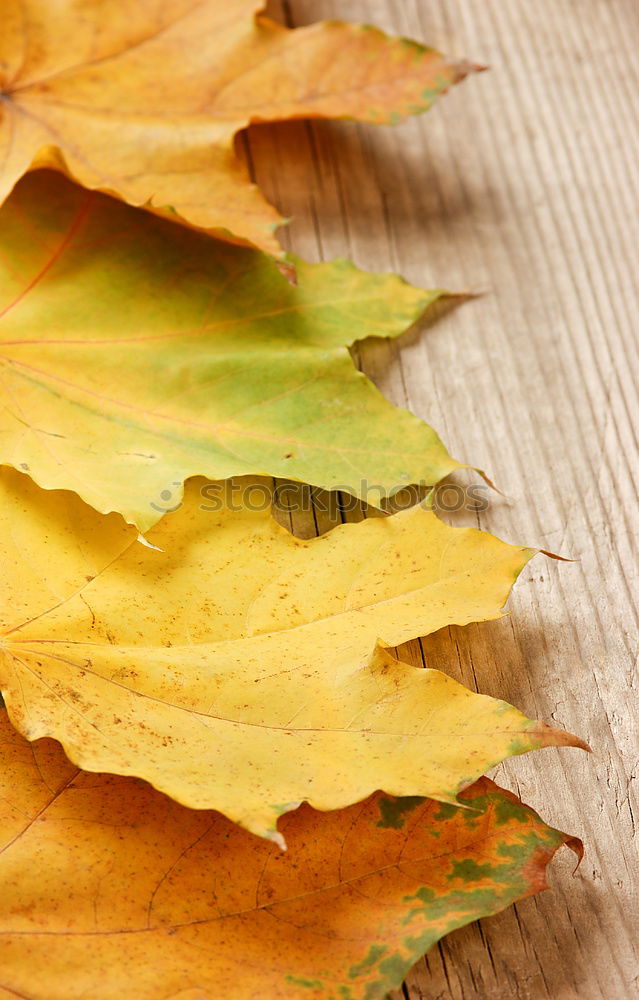 Similar – Yellow leaf on orange-brown-yellow fabric