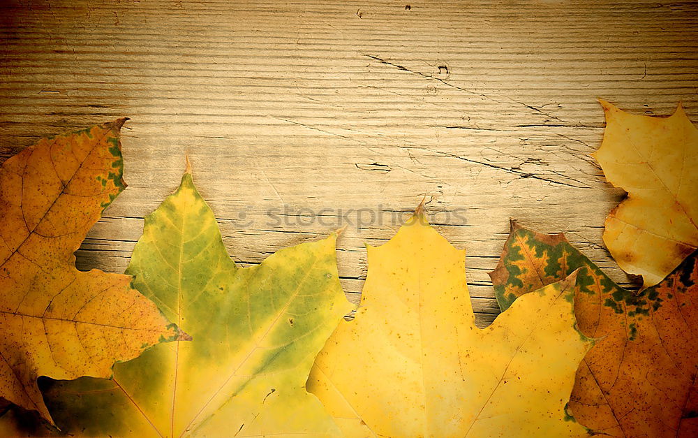 Similar – Autumn atmosphere on the garden table