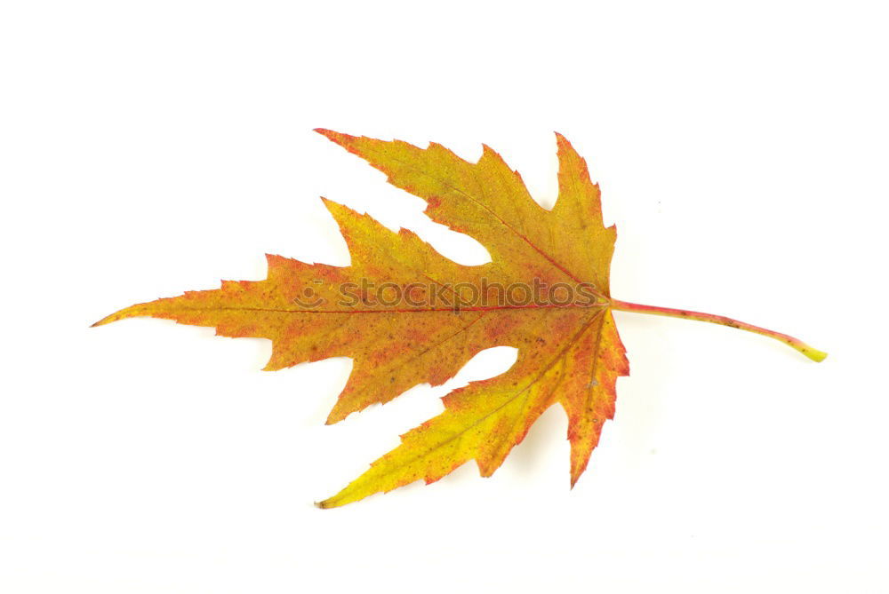 Similar – Autumn foliage IV