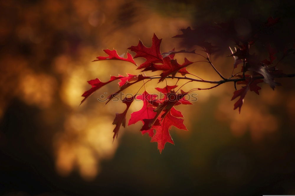 Similar – plane tree in the evening/autumn