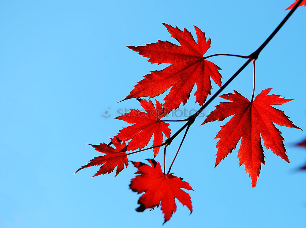 Similar – Image, Stock Photo red hazel leaves