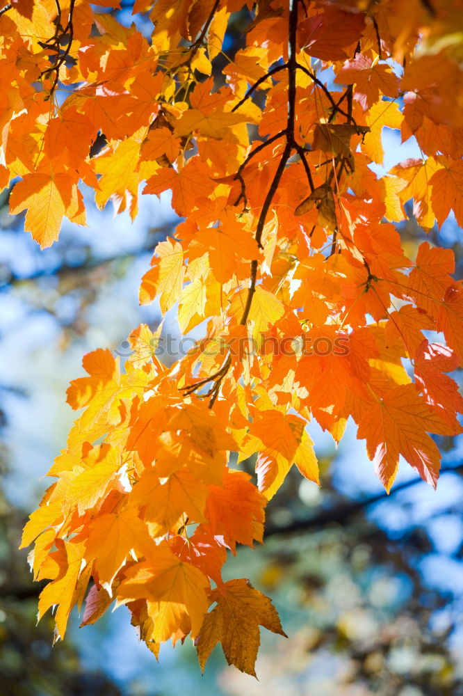 Similar – gold rush Forest Leaf Tree