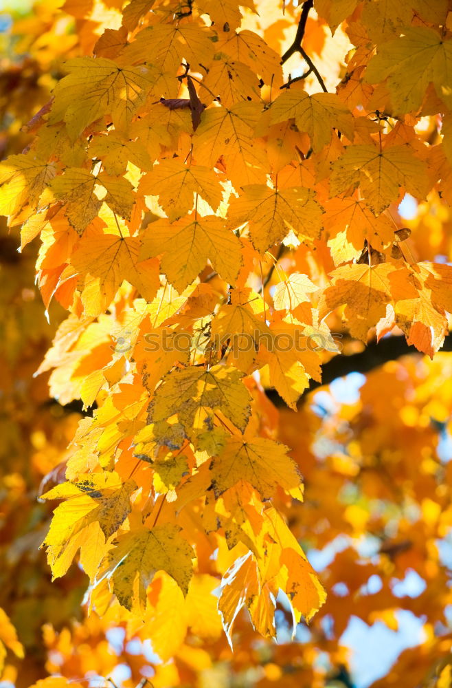 Similar – Herbstleuchten Baum