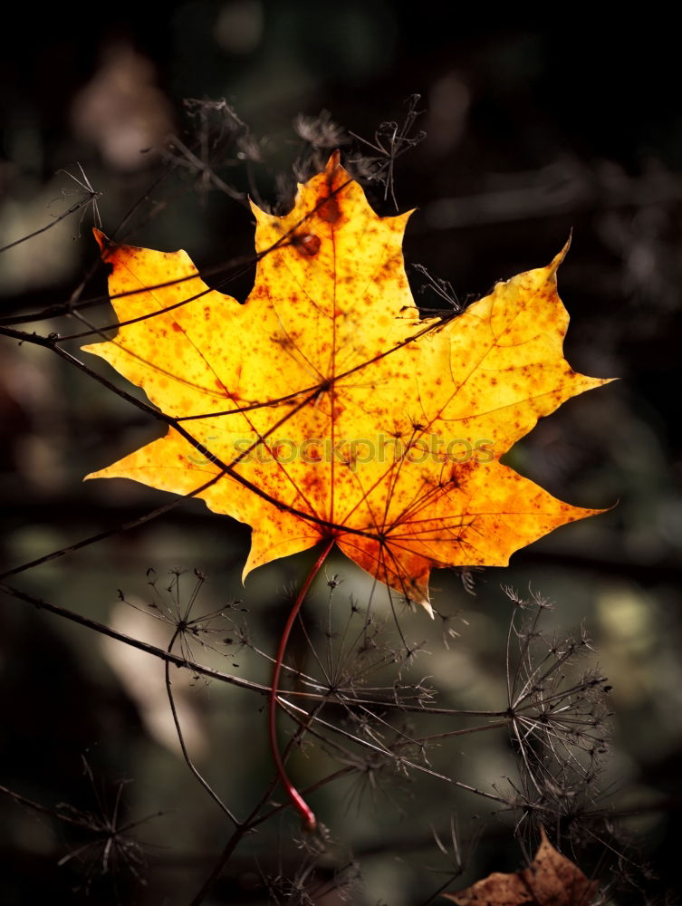 Similar – Image, Stock Photo Close-up of an autumnal yellow-brown coloured maple leaf on wood