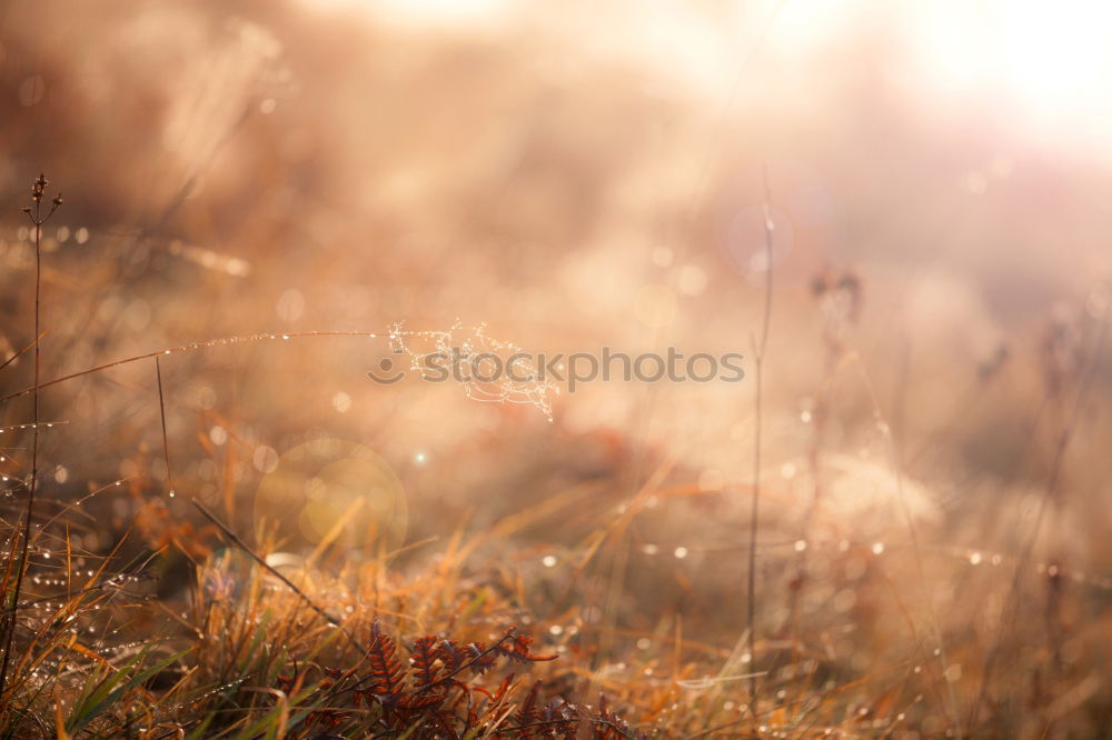 Sunset-grillen*** Fleisch