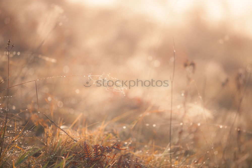 Similar – Yellow field.Beautiful Nature Sunset Landscape. Rural Scenery