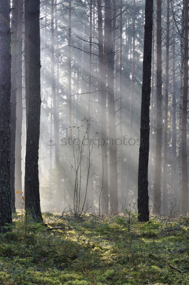 Image, Stock Photo Morning hour in the moor