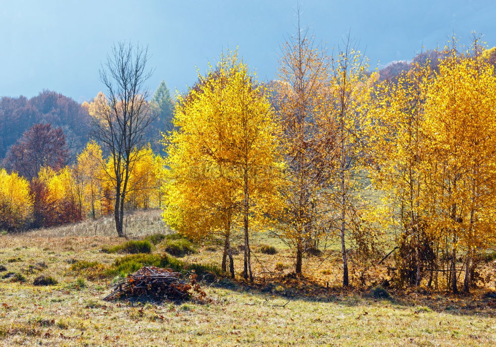 Similar – Ahornbaum Berge u. Gebirge