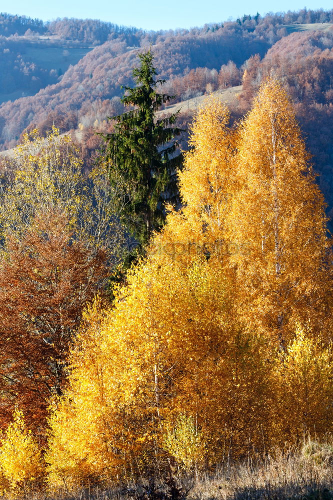 Similar – Image, Stock Photo beautiful day Sunlight