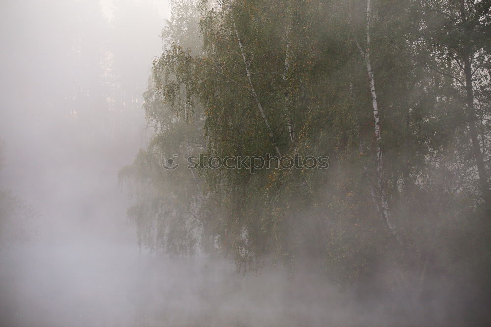 Similar – See Wolken Wald Schweden