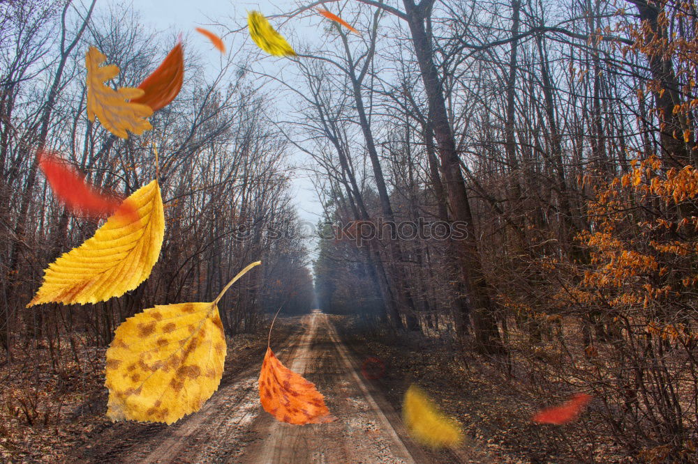 Similar – Image, Stock Photo it harbstet very much Leaf