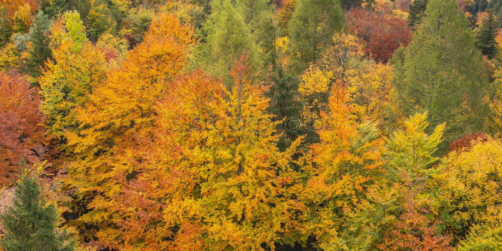 Similar – Image, Stock Photo Leaf colouring in autumn