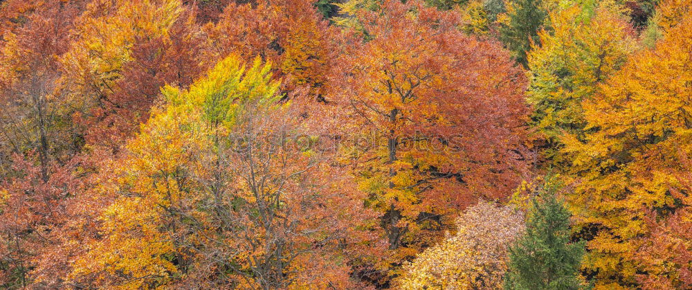 Similar – Image, Stock Photo Leaf colouring in autumn