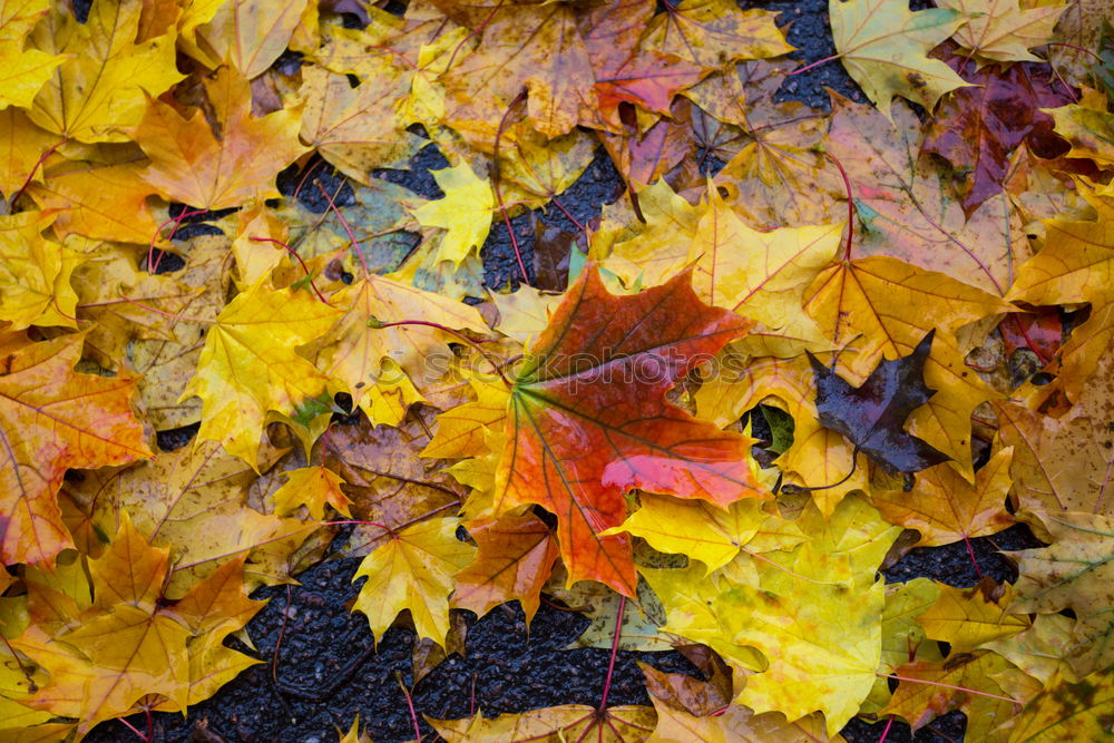 Similar – discoloured lime leaf