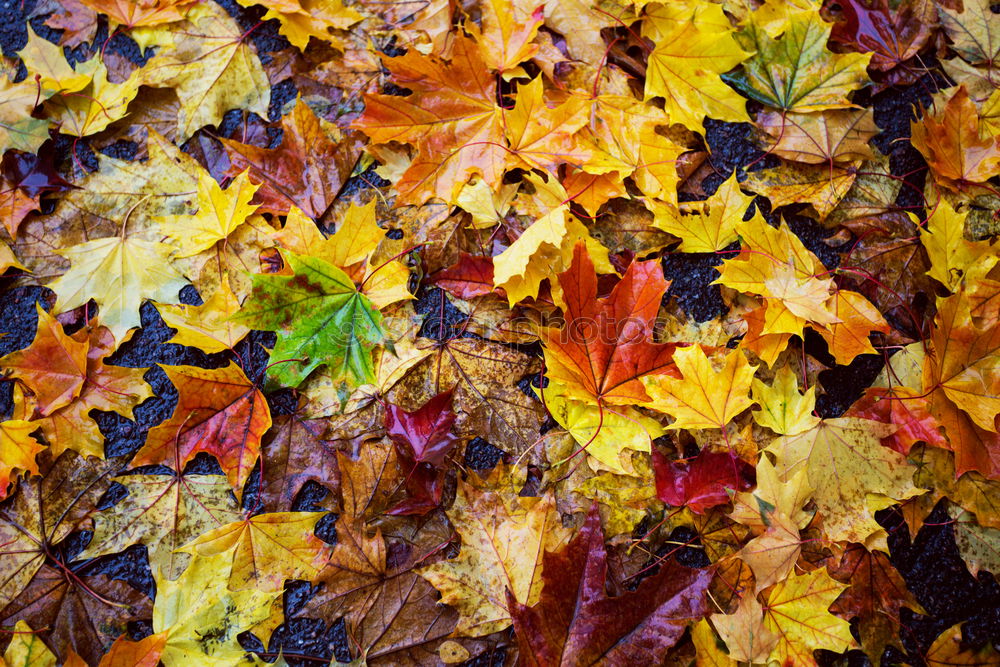Similar – Image, Stock Photo autumn leaves Harmonious