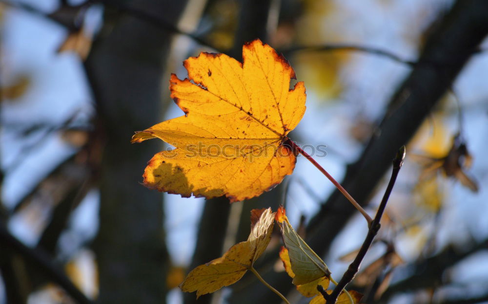 Similar – Image, Stock Photo adherence Plant Autumn