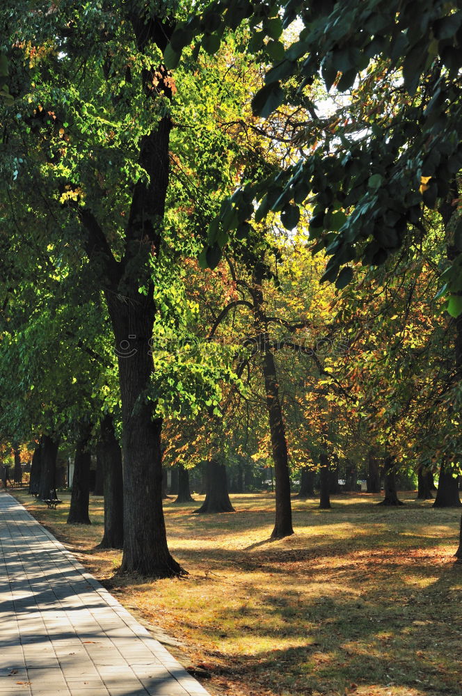 Similar – Autumn in Hyde Park, London.