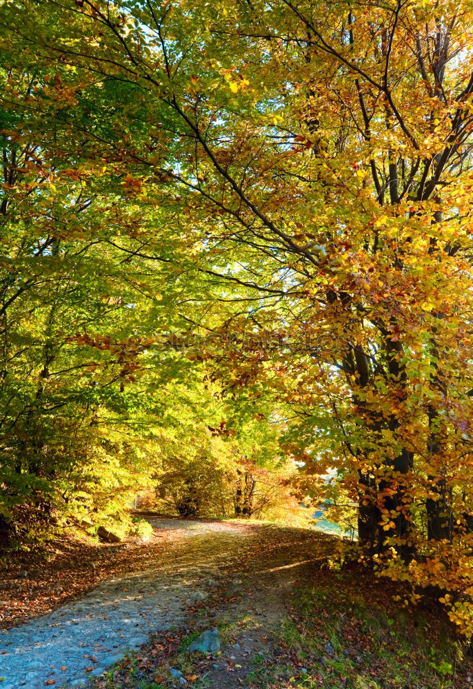 Similar – walking path in autumn golden forest