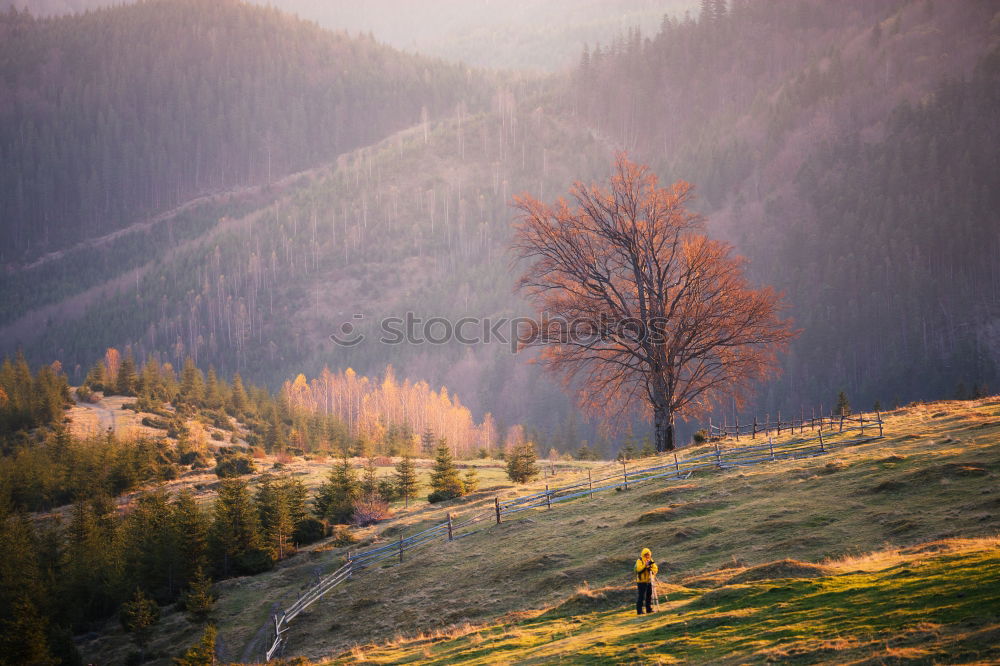 Similar – Lone tree in Carpathian autumn mountains