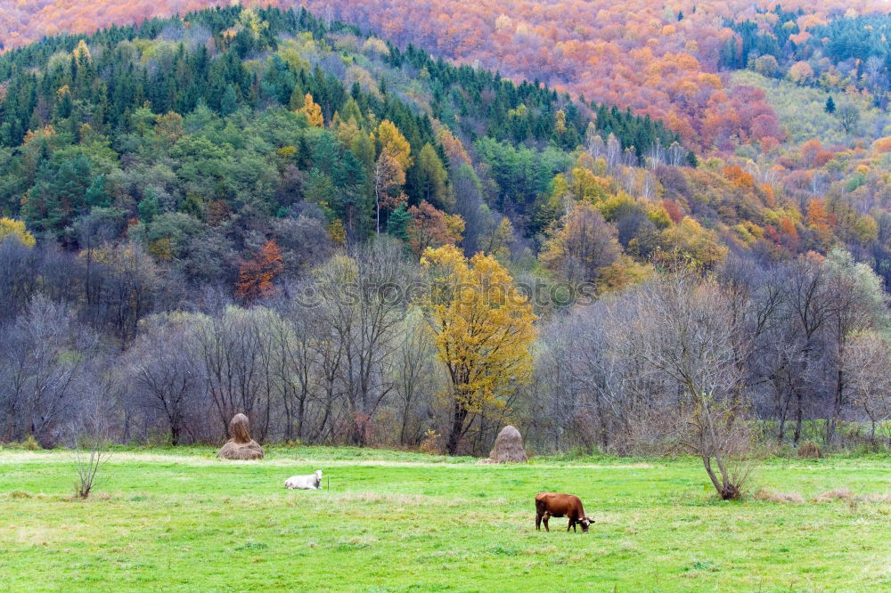 Similar – Foto Bild zerbrechlich Umwelt Natur