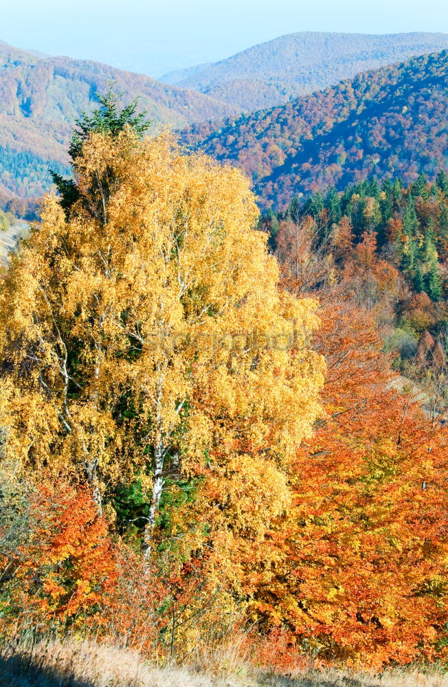 Similar – Image, Stock Photo beautiful day Sunlight