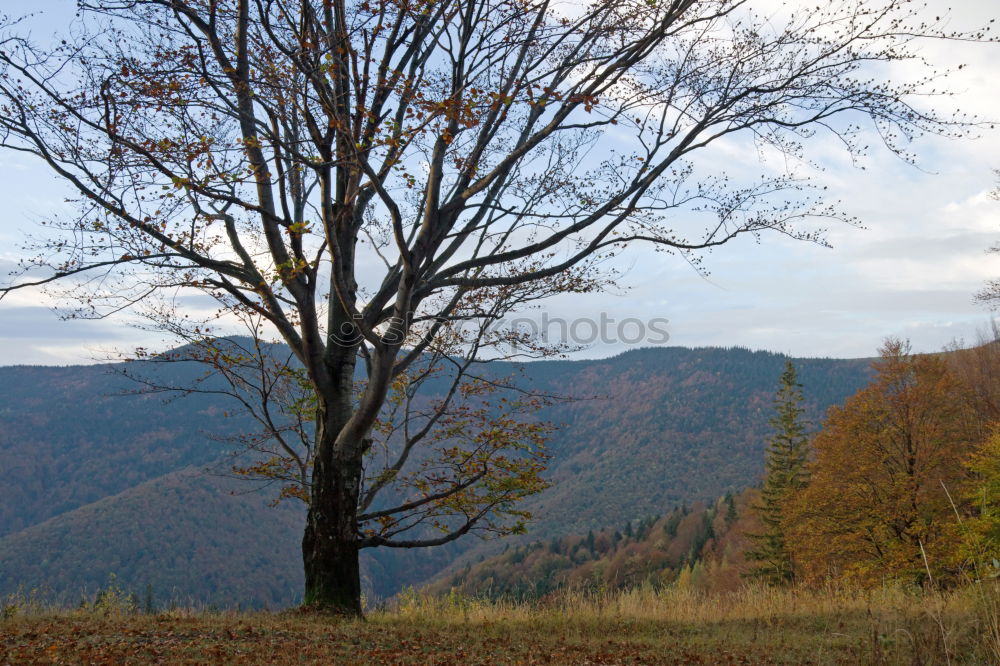 Similar – Image, Stock Photo snow from yesterday