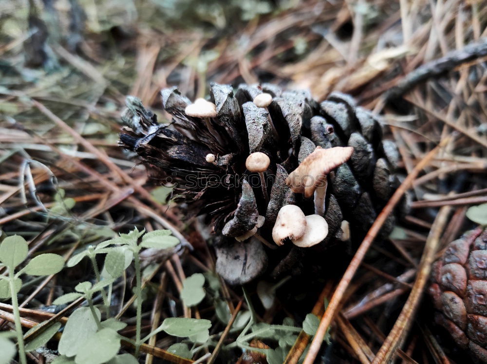 forest fruits Tree trunk