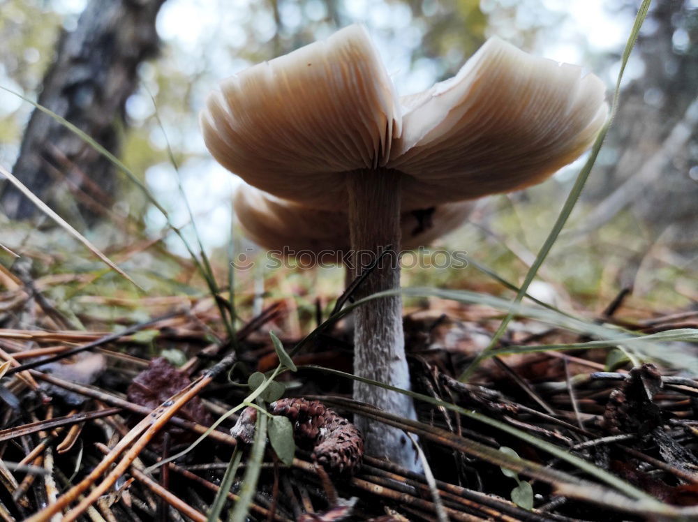 Similar – Large mushroom and small mushroom