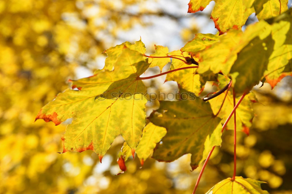 Similar – Image, Stock Photo autumn lights Nature Plant