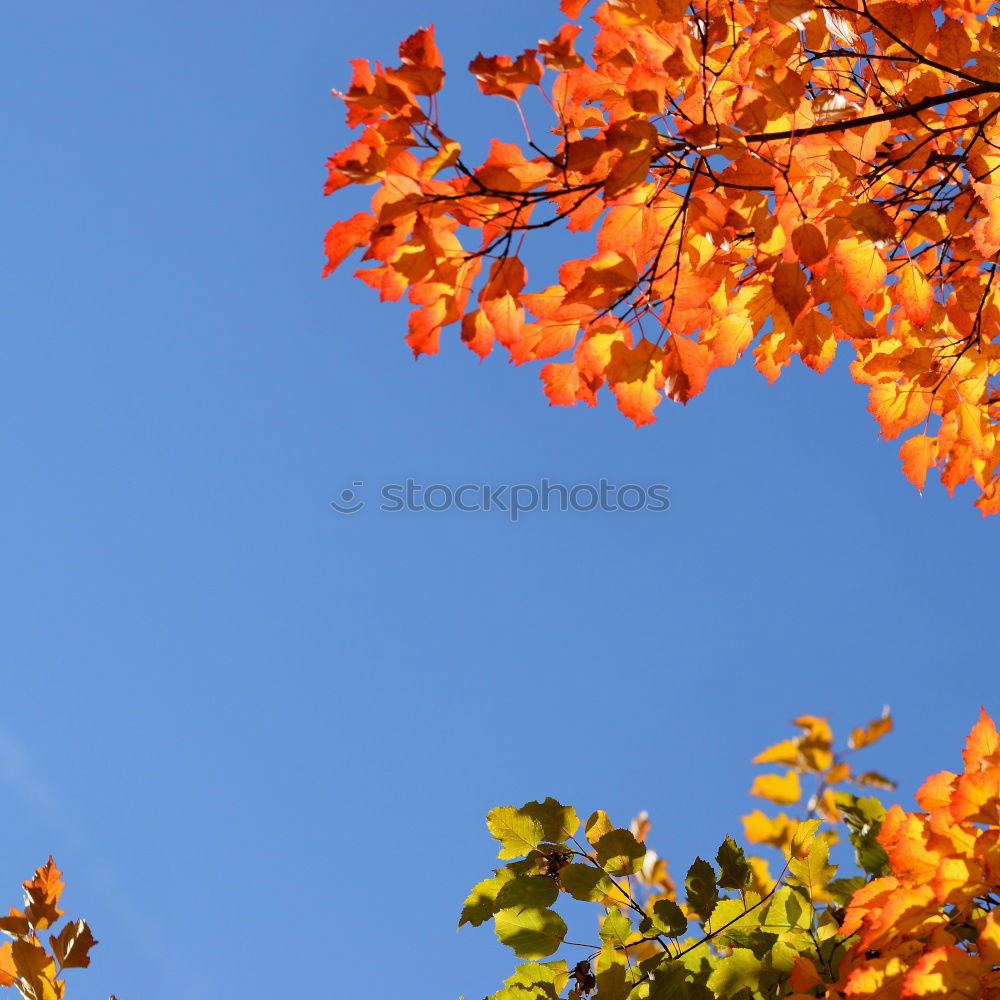 Similar – Image, Stock Photo red hazel leaves