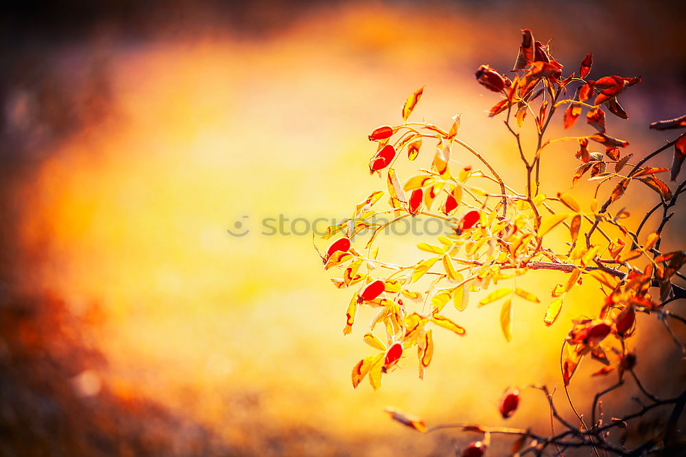 Similar – gegenüber von herbstlichen Blättern