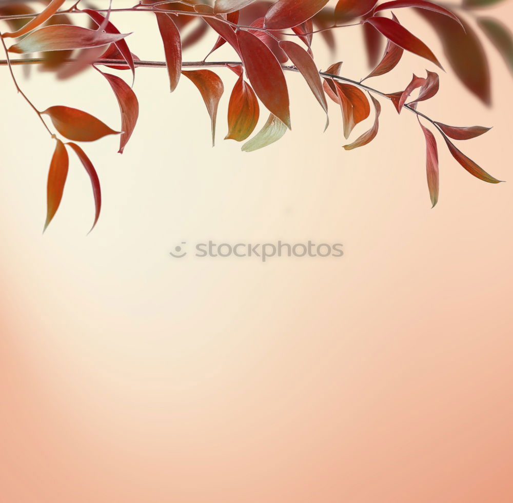 Image, Stock Photo Grass game