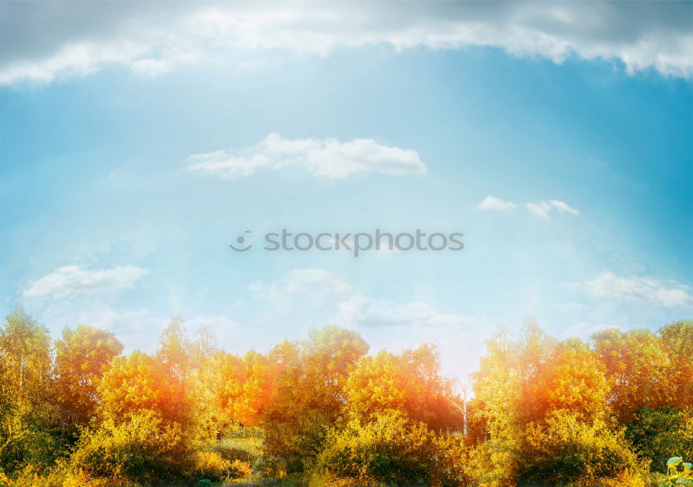 Similar – Image, Stock Photo blazing autumn… Nature