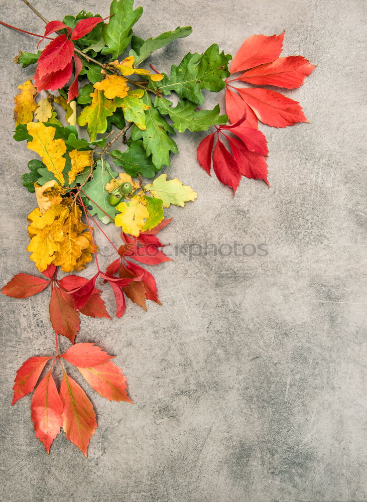 Similar – Background with garland of autumn leaves and berries