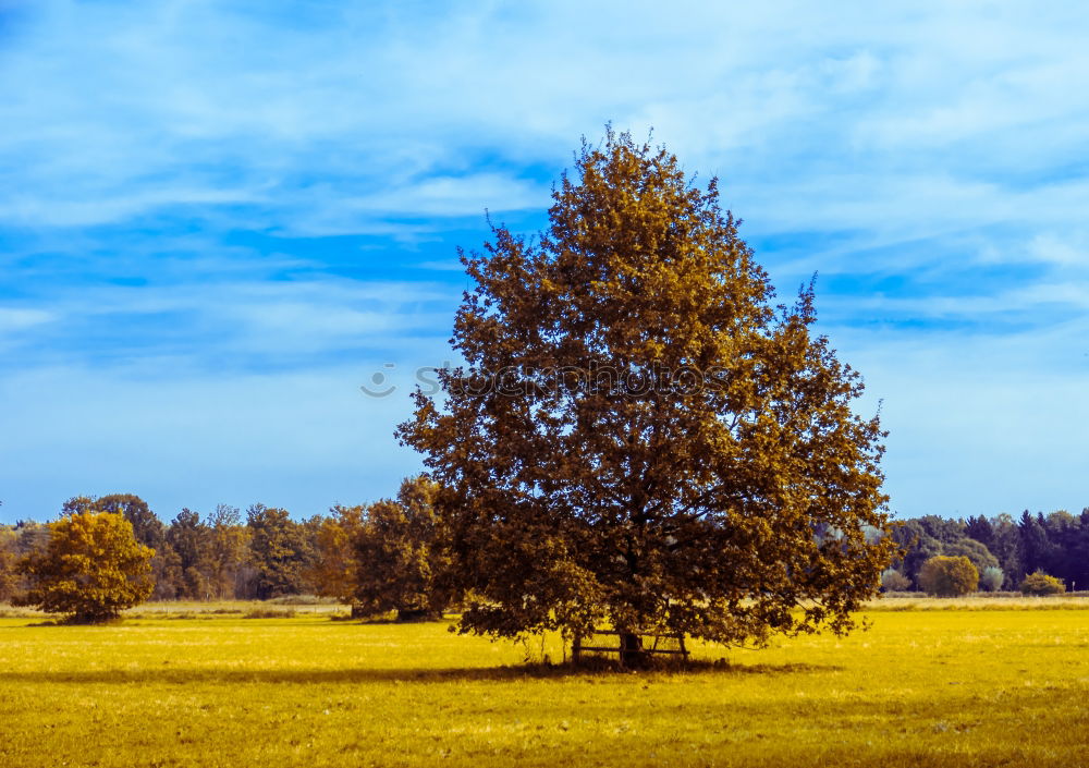 Similar – Image, Stock Photo half-timbered Nature Plant