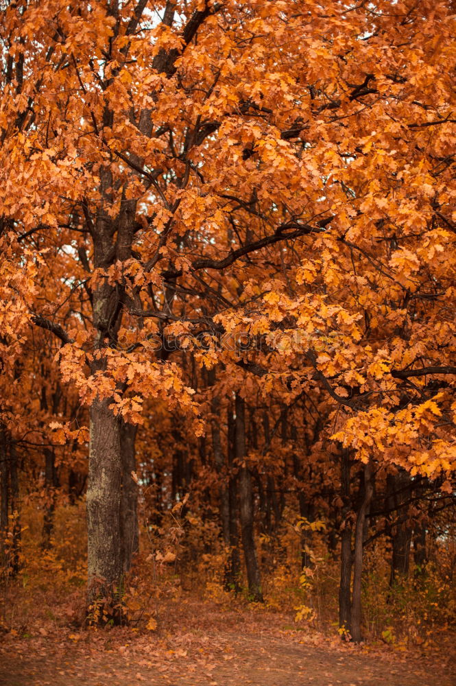 Similar – red october Autumn Leaf