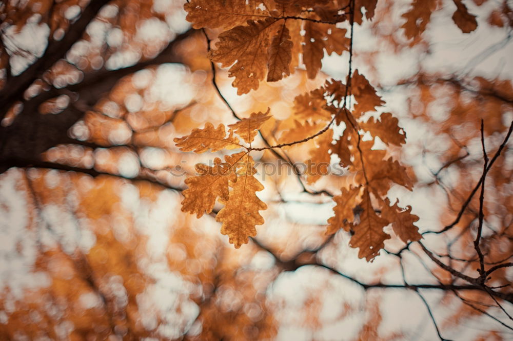 Similar – Image, Stock Photo autumn trunk Autumn Tree